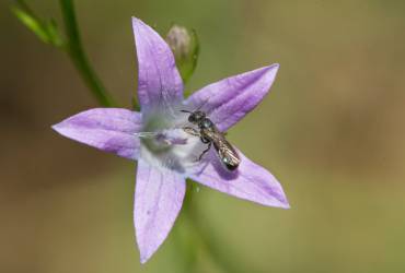 Help de vlinders en wilde bijen in Duiven